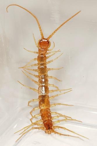 Réf. 303 721 : Eupolybothrus longicornis